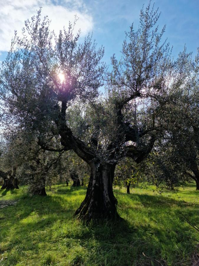 Вилла Poggio Del Sole Кастильоне-дель-Лаго Экстерьер фото